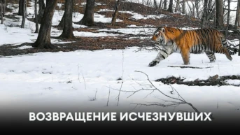 Возвращение исчезнувших