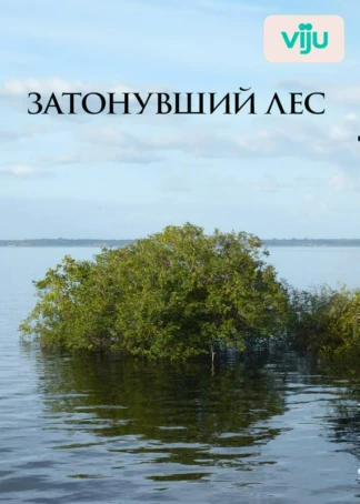 Затонувший лес