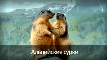 Альпийские сурки