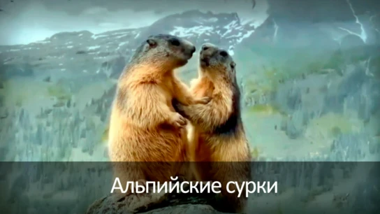 Альпийские сурки