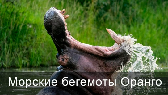 Морские бегемоты Оранго
