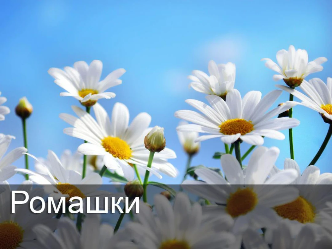 Передача Ромашки