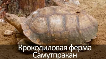 Крокодиловая ферма Самутпракан