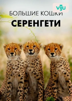 Большие кошки Серенгети