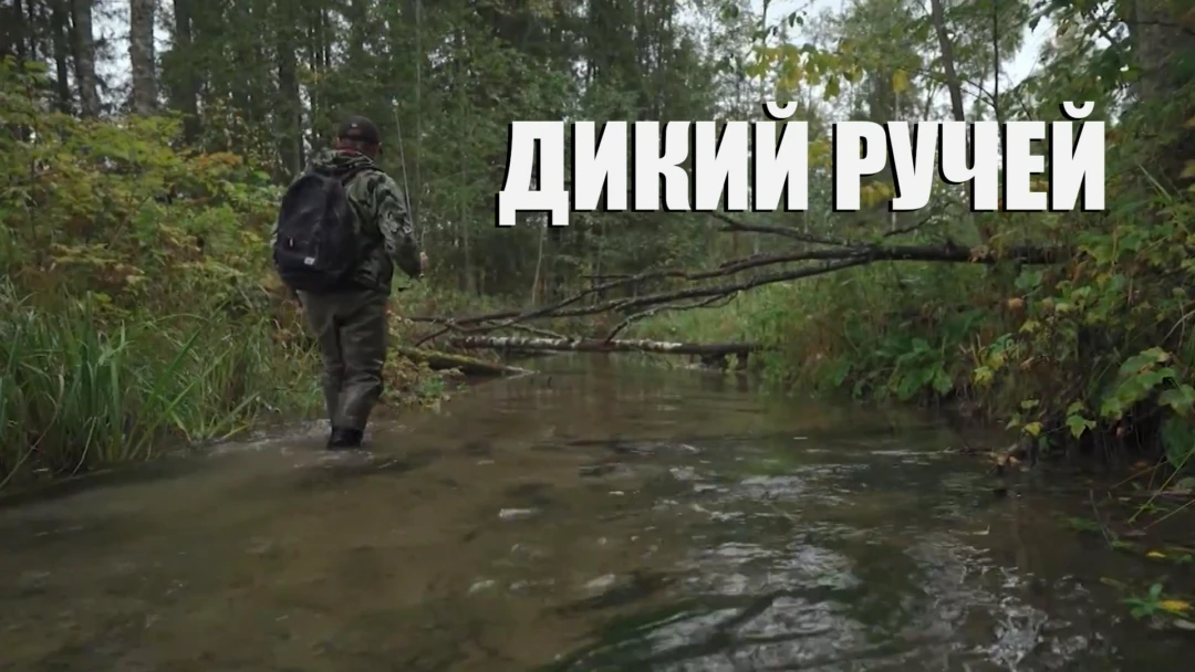 Передача Дикий ручей