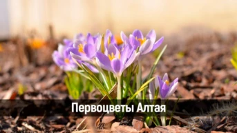 Первоцветы Алтая