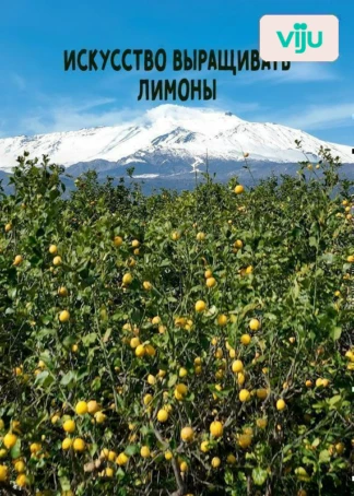 Искусство выращивать лимоны