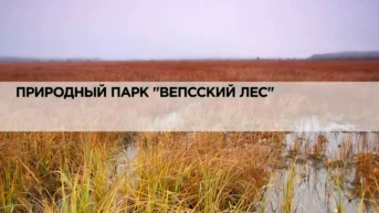 Природный парк «Вепсский лес»