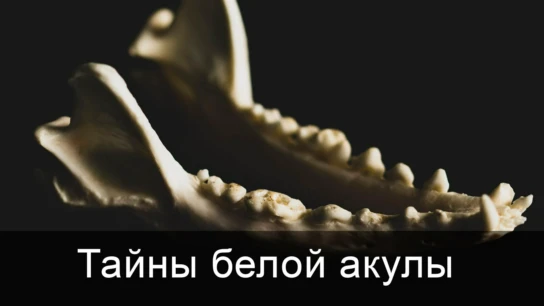 Тайны белой акулы