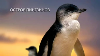 Остров пингвинов