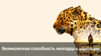 Великолепная способность леопарда к адаптации