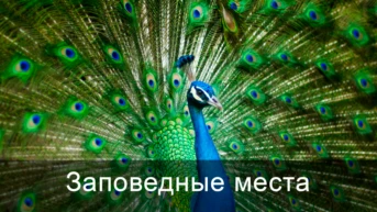 Заповедные места