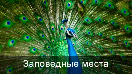 Заповедные места