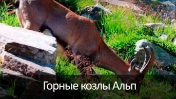 Горные козлы Альп