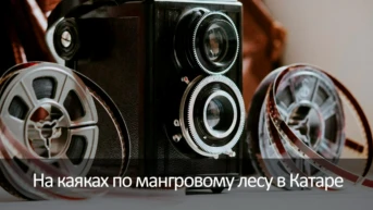 На каяках по мангровому лесу в Катаре