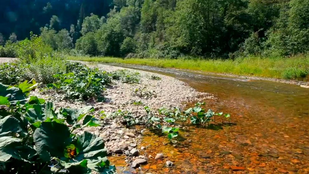 Передача Река Рисена