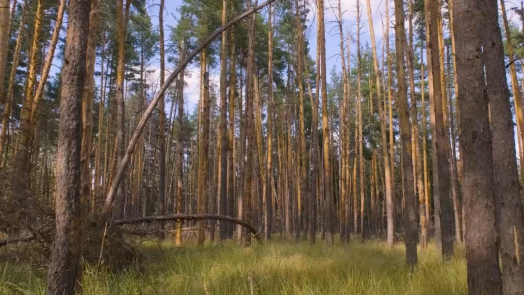 Передача Сосновый лес