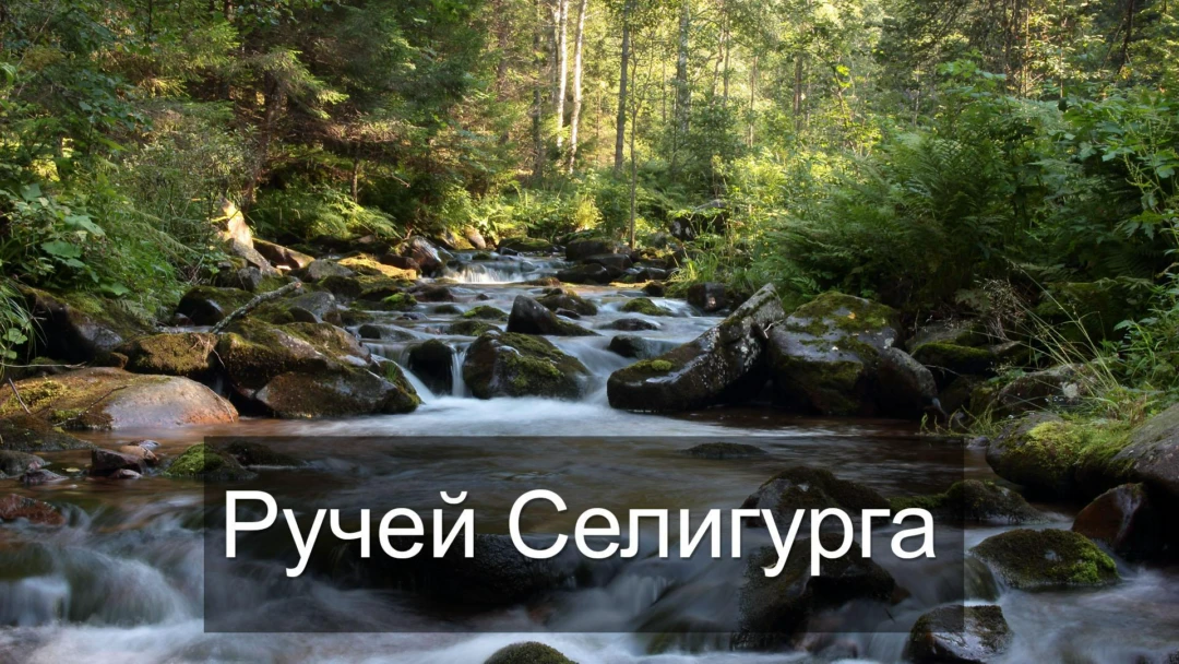 Передача Ручей Селигурга