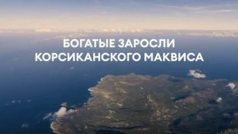 Богатые заросли корсиканского маквиса
