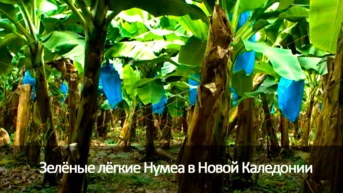 Зелёные лёгкие Нумеа в Новой Каледонии