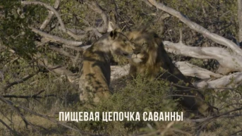 Пищевая цепочка саванны