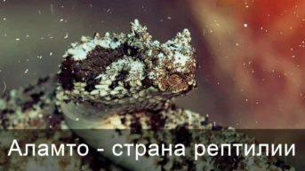 Аламто - страна рептилии