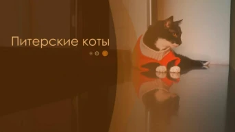 Питерские коты