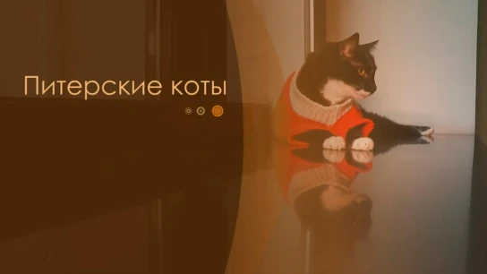 Питерские коты