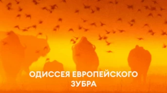 Одиссея европейского зубра