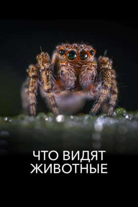Что видят животные