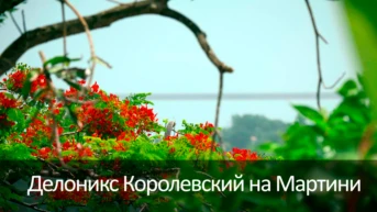 Делоникс Королевский на Мартинике