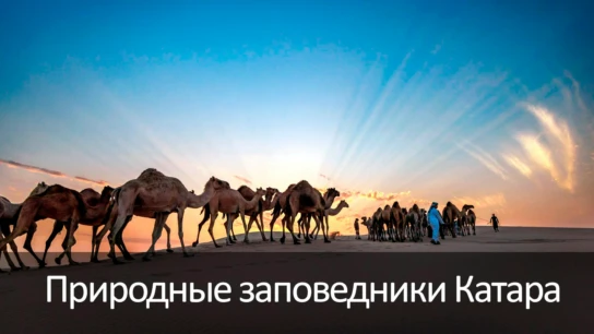 Природные заповедники Катара
