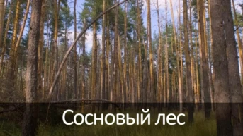 Сосновый лес