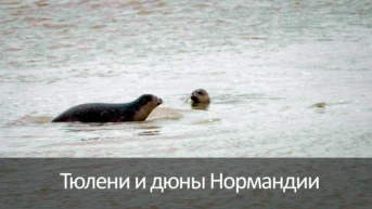 Тюлени и дюны Нормандии
