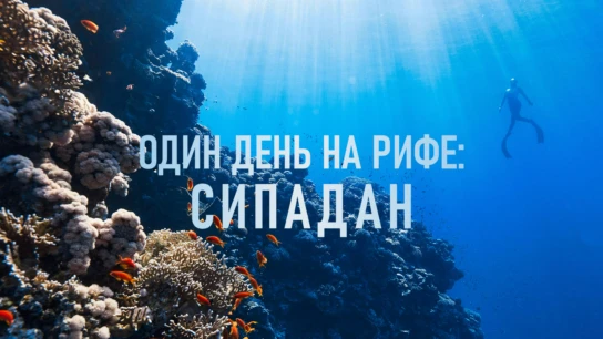 Один день на рифе: Сипадан