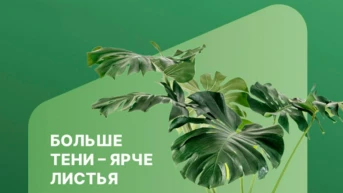 Больше тени – ярче листья