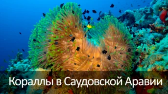 Кораллы в Саудовской Аравии