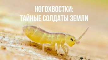 Ногохвостки: Тайные солдаты земли