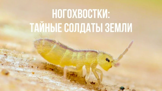 Ногохвостки: Тайные солдаты земли