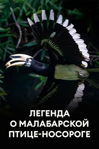 Легенда о малабарской птице-носороге