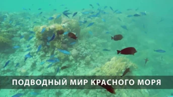 Подводный мир Красного моря
