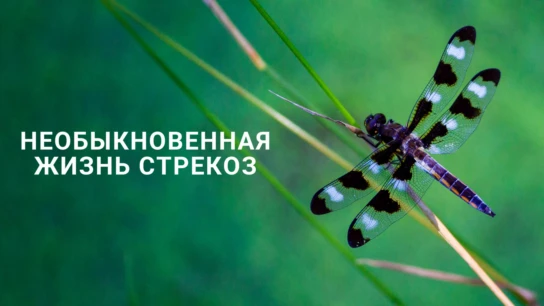 Необыкновенная жизнь стрекоз