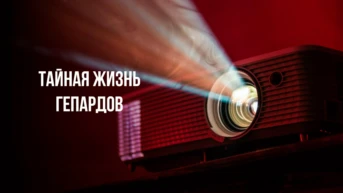 Тайная жизнь гепардов