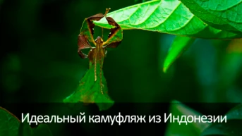 Идеальный камуфляж из Индонезии