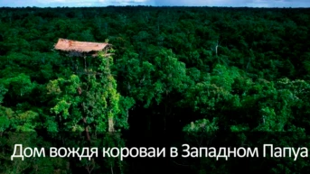 Дом вождя короваи в Западном Папуа