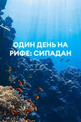 Один день на рифе: Сипадан