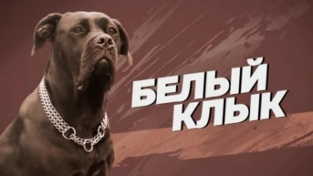 Белый клык