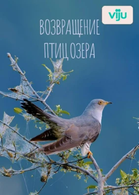Возвращение птиц озера