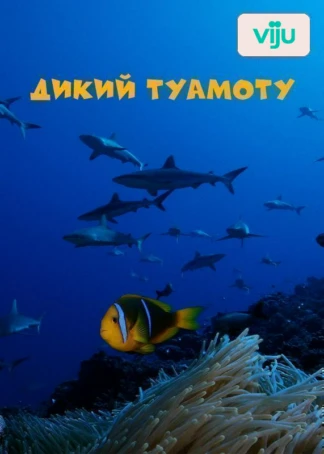 Дикий Туамоту