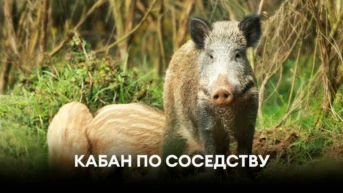 Кабан по соседству
